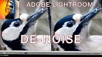 How I Use DE NOISE AI in Adobe Lightroom 4K