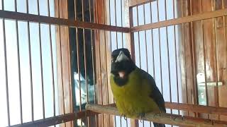 Pancingan BURUNG SAMYONG jamin ampuh/ SAMYONG JANTAN GACOR/SAMYONG JANTAN belajar bunyi