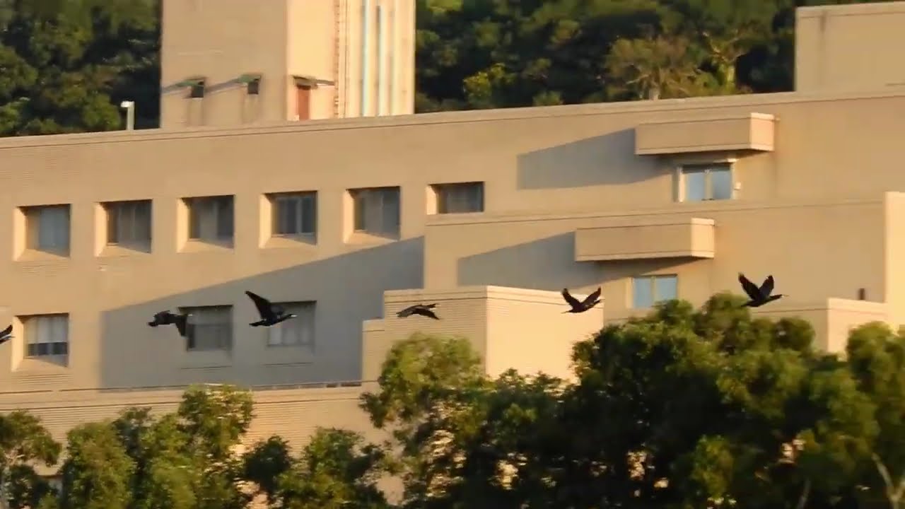 2026.2月23日晴天  基隆河鸕鶿