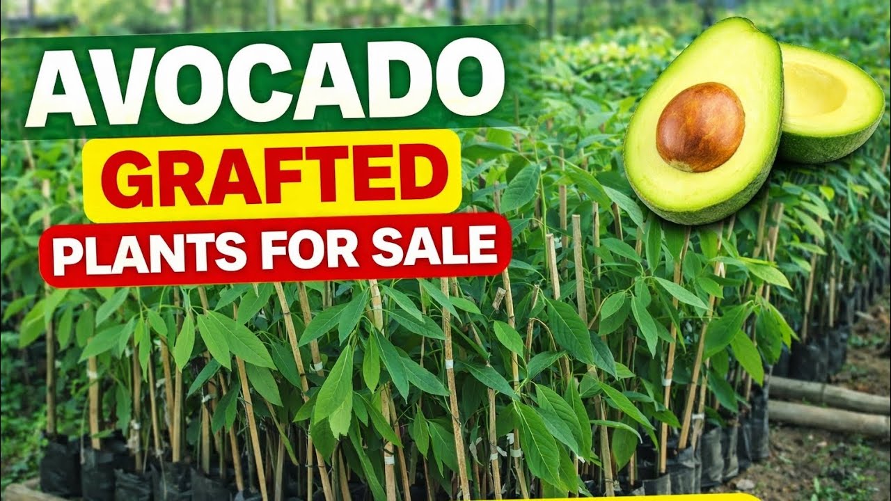 Grafted Avocado Plants for Sale | High Yield & Fast Growing