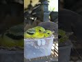 Ngasih Makan Burung Cipo Anakan #1
