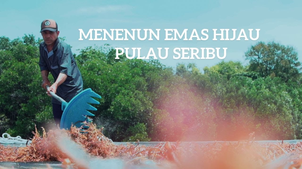 Menenun Emas Hijau Pulau Seribu