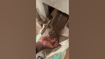 Sesame seeds, separating dirts from the seeds, 98% cleaned and ready for export.