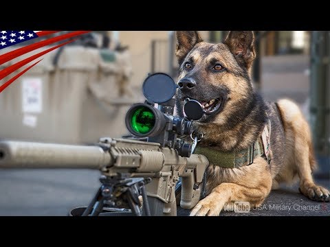 【米軍最恐兵士】軍用犬Ｋ-９になるまでのハンドラーと犬の特殊訓練映像