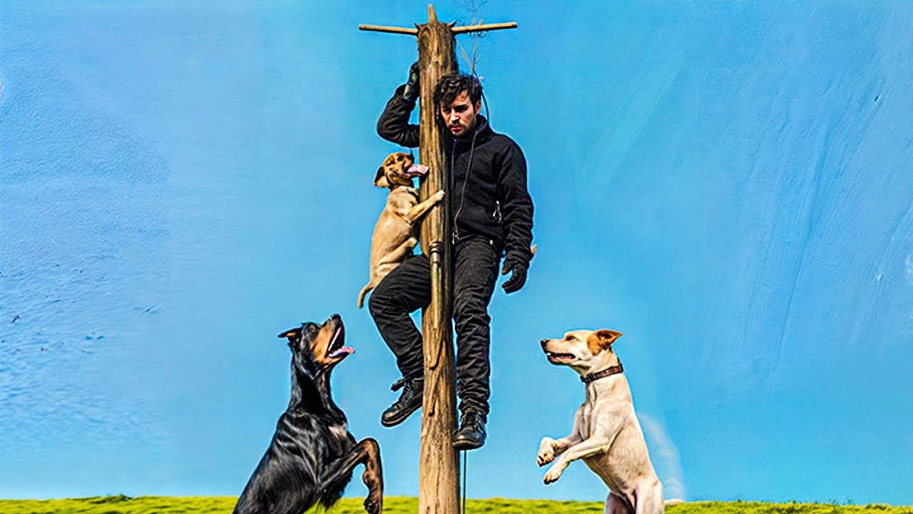 34 Thieves Who Got Owned By Guard Dogs