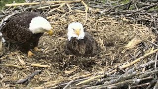 Decorah Eagles North Nest - Rainy Day \& A Feeding