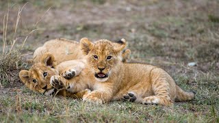Super cute lion cubs and their mama!!!