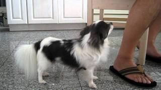 blue and white  long haired chihuahua longhaired