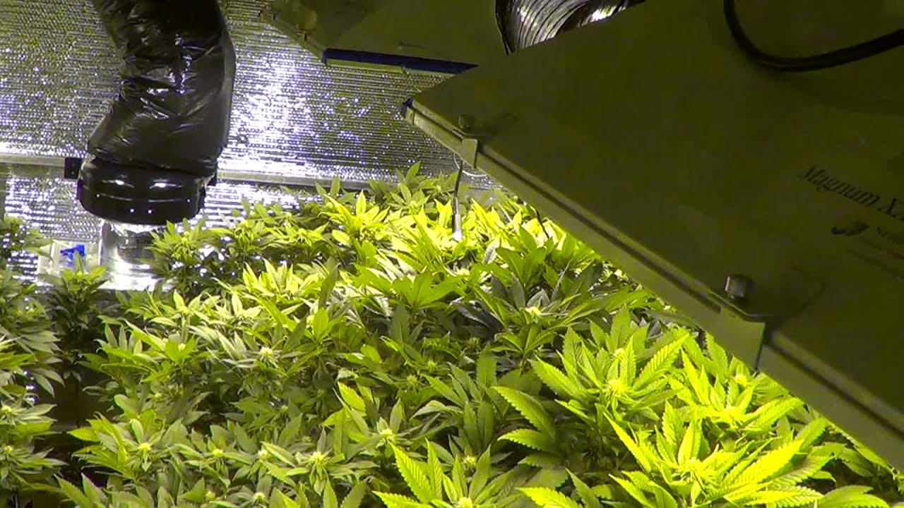 Day 21 flower, 4000w medical cannabis garden, White Russian, Purple Diesel & more