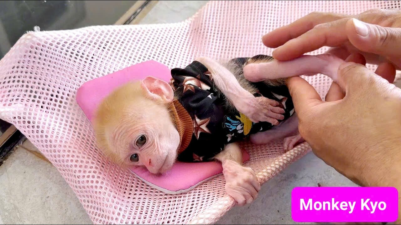 While climbing, monkey BuNa suddenly slipped… Kyo reacted fast!