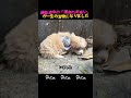 通勤途中の「運命の出会い」が一生の宝物になりました #保護犬 #運命の出会い #感動実話