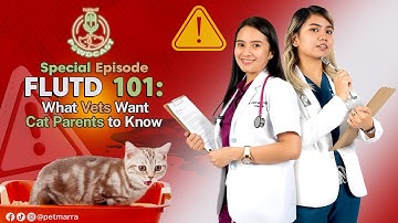 FLUTD 101: What Vets Want Cat Parents to Know | Special Episode