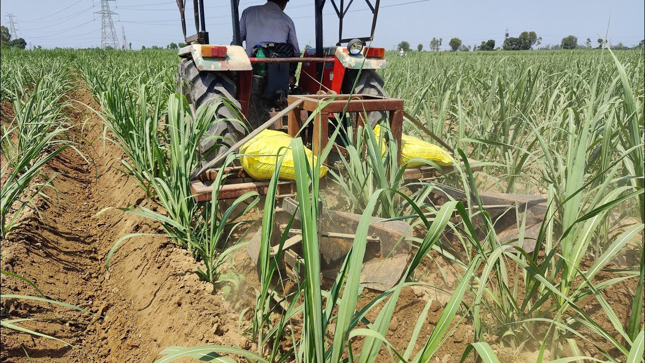 ट्रेंच विधि द्वारा 42 इंची गन्ने पर अंकित भाई ने बड़े ट्रैक्टर व ट्रेंचर द्वारा मिट्टी चढ़ाते हुए