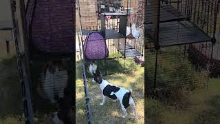 catio for meow #outside #cats #fypシ #fyp #viral #meow