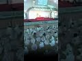 الزنا دين عليك – الشيخ سعيد بن مسفر