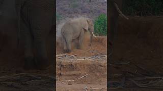 Dusty Elephant! #elephant #samburu  #dusty #naturelovers  #safari #kenya #wildlife #animals