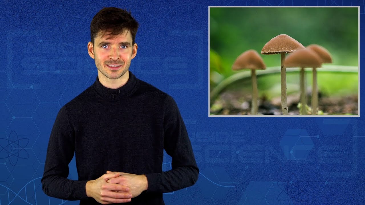 COVID-19 Vaccines, Magic Mushrooms and Psychedelic Art