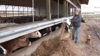 Emily Ferwerda - 2013 Michigan Farm Bureau Young Farm Employee Award Winner