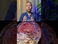 الدورة الدموية للمخ أهمية وظائفه وتأثيرها على صحتنا طب 