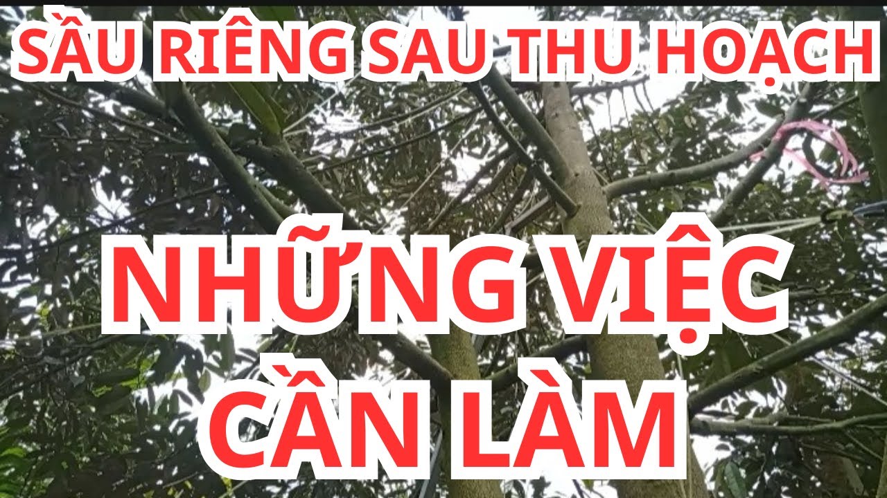 CHĂM SÓC SẦU RIÊNG SAU THU HOẠCH – NHỮNG VIỆC CẦN LÀM