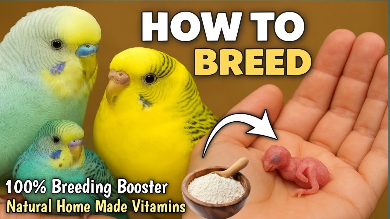 Birds Breeding Boost! Natural Vitamin Home Mix | 100% Result, Fast Breeding Formula