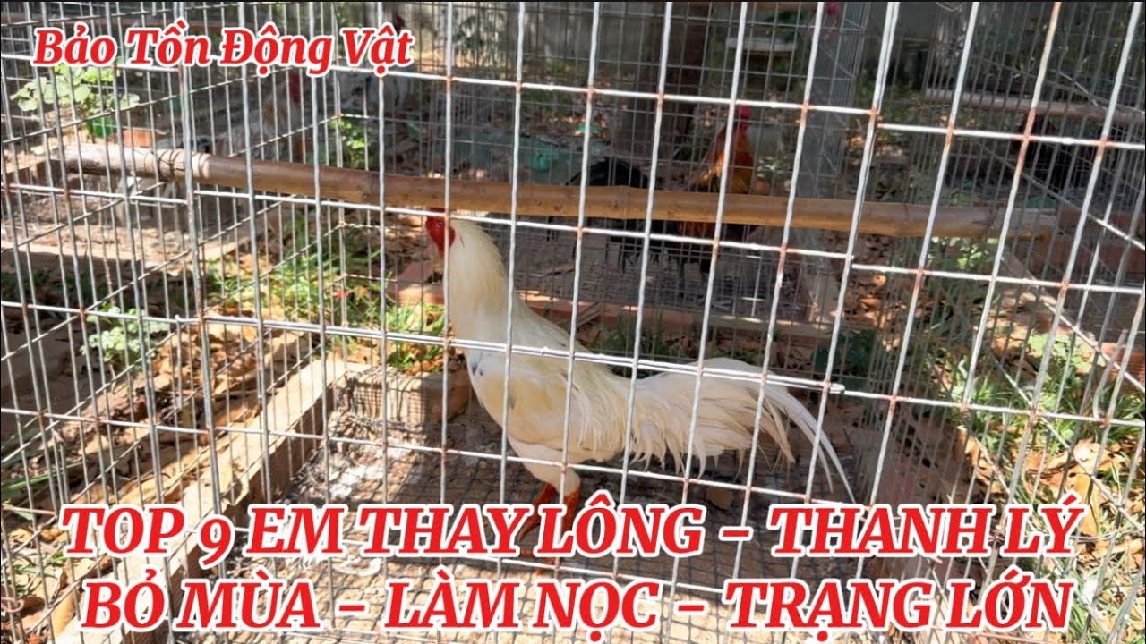 TOP 9 EM THANH LÝ ĐỔ NỌC - THAY LÔNG BỎ MÙA - TRẠNG LỚN || BẢO TỒN ĐỘNG VẬT 0788.799.444