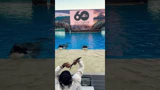 Download Lagu First rapper to shoot a 3 in a whales mouth 😂 MP3