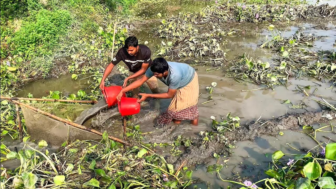 হাওড়ে সেচে মাছ ধরার দারুণ ভিডিও। best new village fishing videos today in bd. Viral fishing videos.
