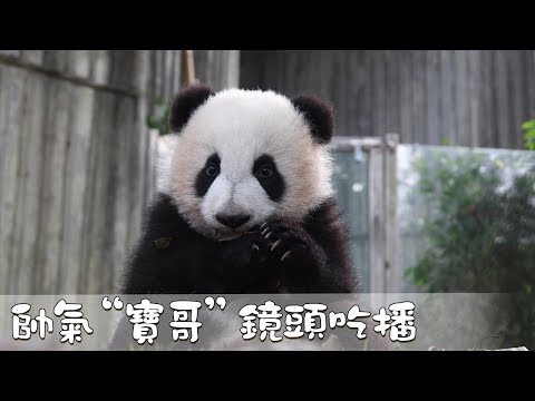 《熊貓早晚安》帥氣“寶哥”鏡頭吃播 | iPanda熊猫频道