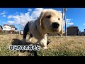 初めてのお外デビューしたゴールデンレトリバーの子犬！！　　GoldenRetriever Puppy