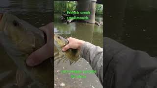 French Creek smallmouth on a mepps. #fishing #seagartown #pennsylvania