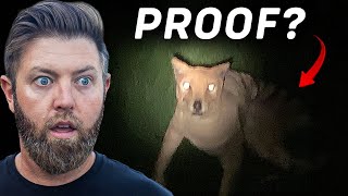 Thumbnail for Tasmanian Tiger Caught on Camera? (New 2024)