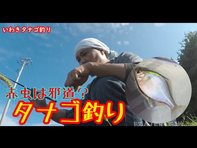 Micro Fishing for Tanago (Bitterling) in Japan