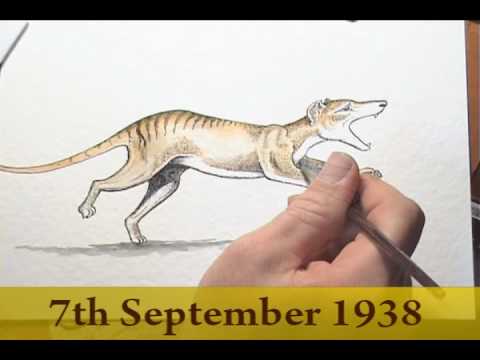 print/maker book Thylacine or Tasmanian Tiger