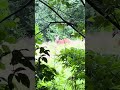 DEER GRAZING IN A MEADOW