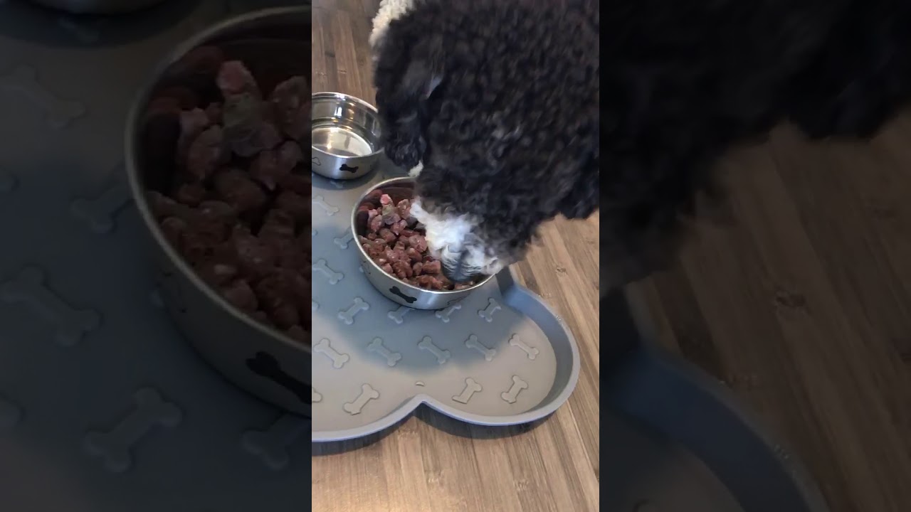 dog vitamins for homemade dog food