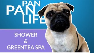 Pug goes on Green Tea SPA? How was it!? Pug Life