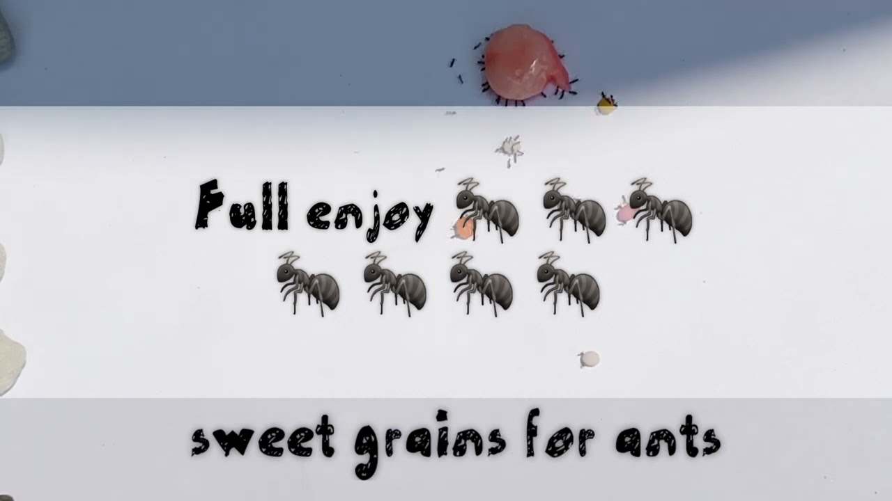 ant 🐜 eating candy 