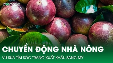 Chuyển động Nhà nông 14/12: Vú sữa tím Sóc Trăng xuất khẩu sang Mỹ, Cam “tiến vua” rụng hàng loạt