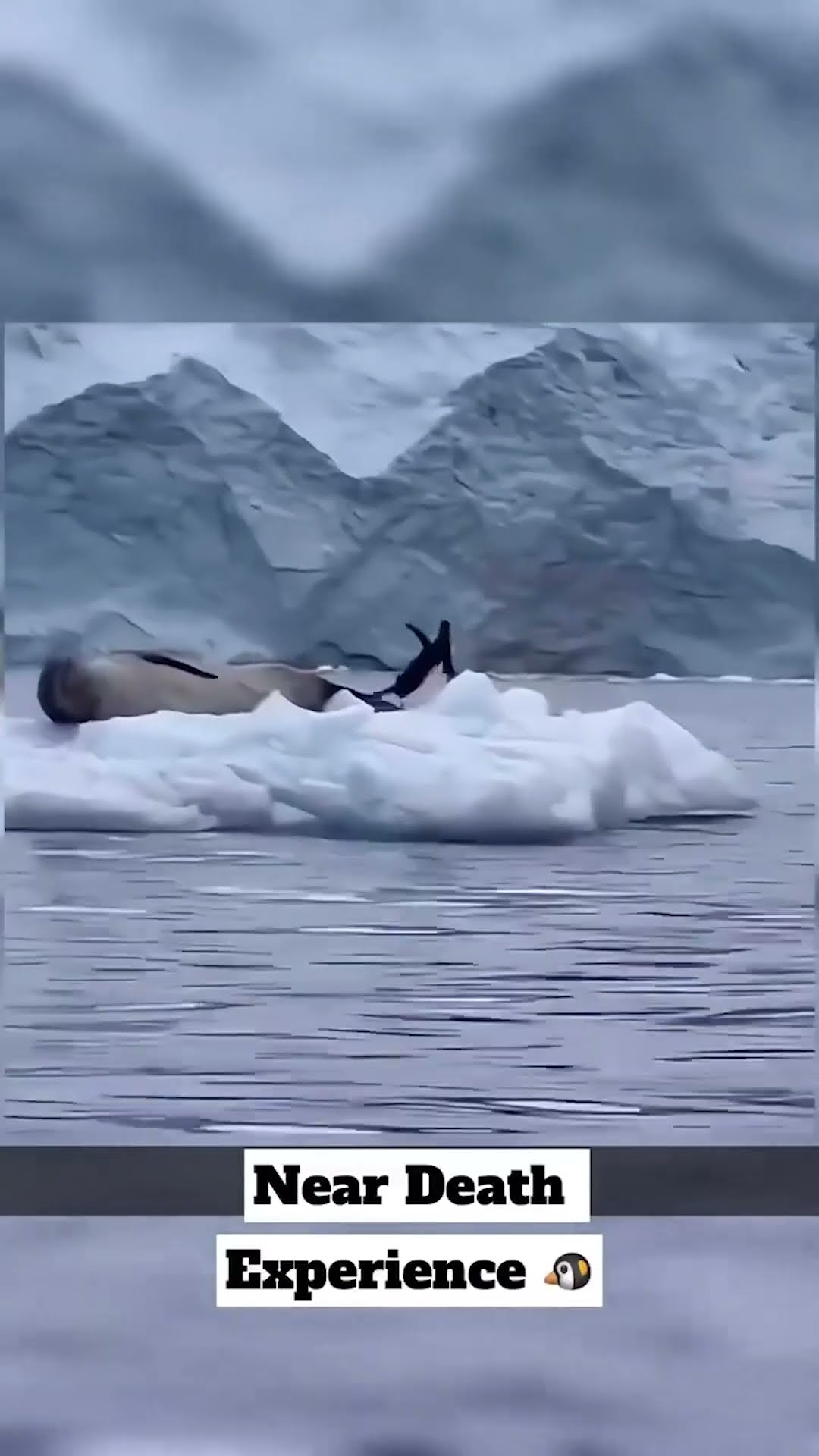 Going to the Wrong Iceberg