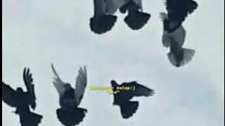 STORY WA MERPATI