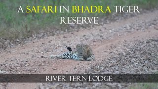 A Safari in Bhadra Tiger Reserve | River tern jungle lodges