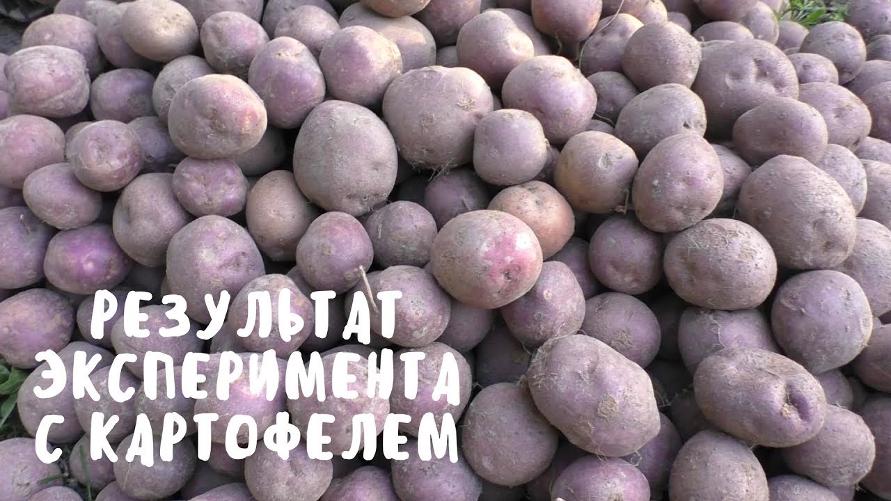 ЭКСПЕРИМЕНТАЛЬНЫЙ УРОЖАЙ КАРТОФЕЛЯ. Обзор грядок. Мой опыт.