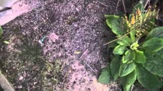 sweeney gopher trap baiting