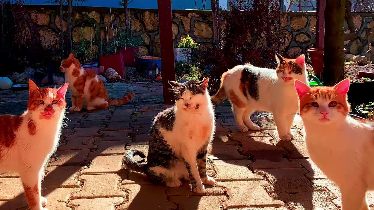 10 Cats Eating Peacefully in the Village