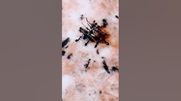 مقطع من سوره النمل (سبحان الله)