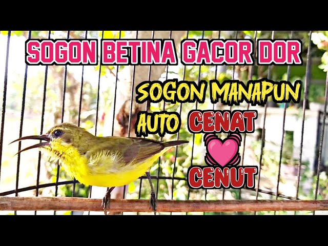 SOGON BETINA BIRAHI MEMANGGIL JANTAN ‼️ AMPUH UNTUK PANCINGAN SOGON BAHAN DAN PIKAT SOGON class=