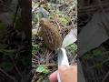 春きのこ アミガサタケがやってきた