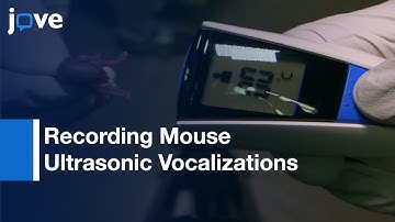Recording Mouse Ultrasonic Vocalizations To Evaluate Social Communication l Protocol Preview