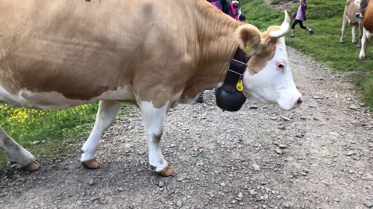 Copy of Swiss Cow Bells YouTube